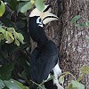 Oriental Pied Hornbill �L�^�J�T�T�M�T�C�`���E