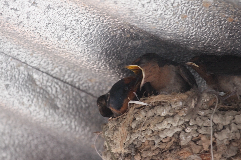 �����E�L���E�c�o��