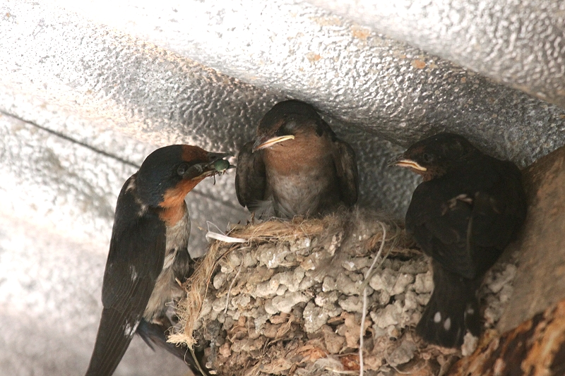 �����E�L���E�c�o��