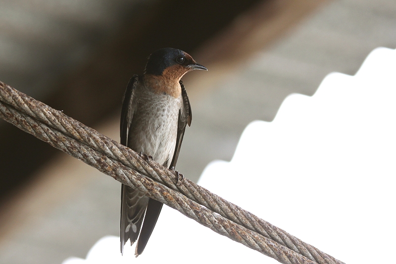 �����E�L���E�c�o��