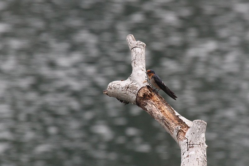 �����E�L���E�c�o��