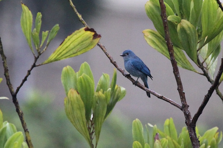 �E�X�q���A�I�q�^�L