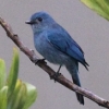 Pale Blue-flycatcher�@�E�X�q���A�I�q�^�L