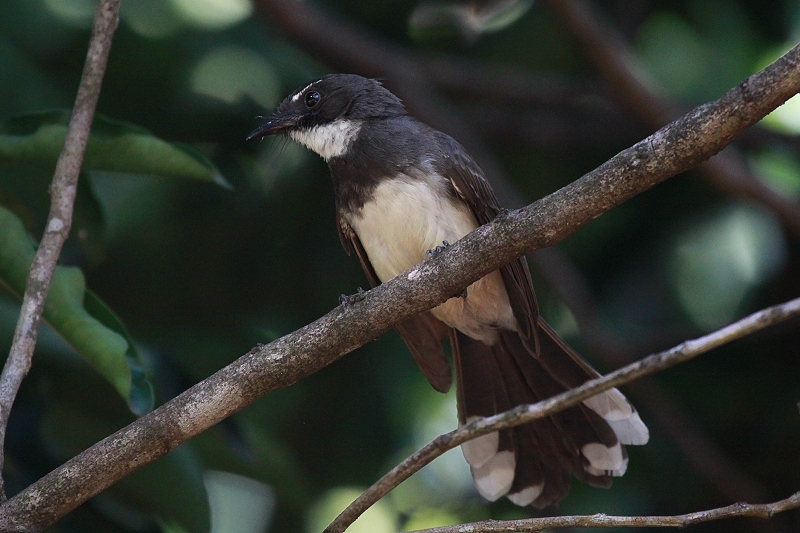 ���i�I�r�I�E�M�r�^�L