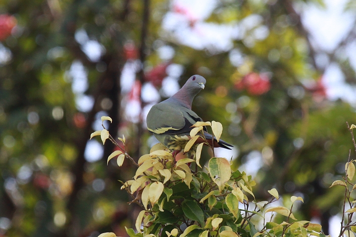 �R�A�I�o�g