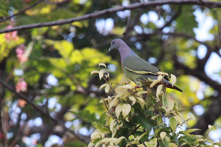 �R�A�I�o�g