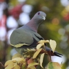 Pink-necked Green Pigeon �R�A�I�o�g