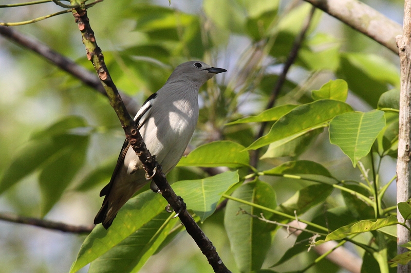 �V�x���A���N�h��