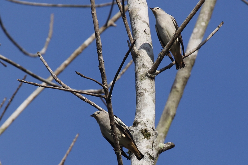 �V�x���A���N�h��