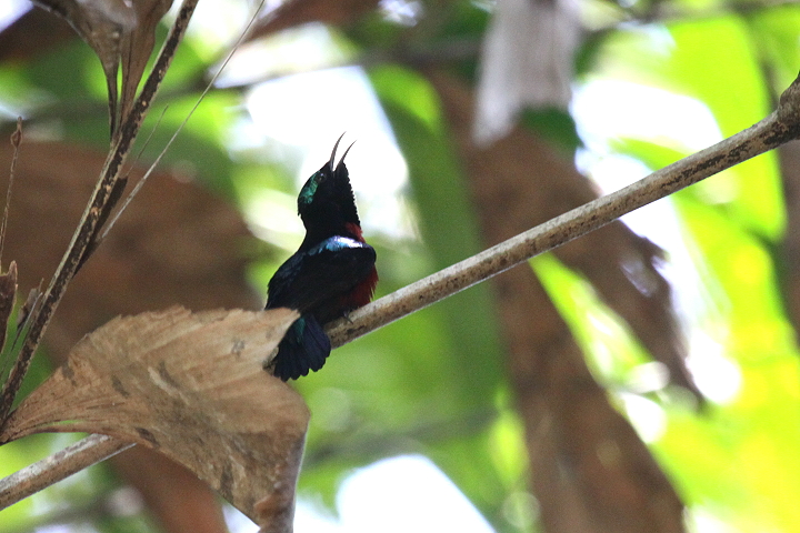 ���l�A�J�^�C���E�`���E