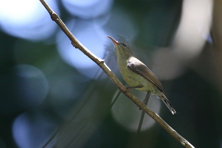 ���l�A�J�^�C���E�`���E