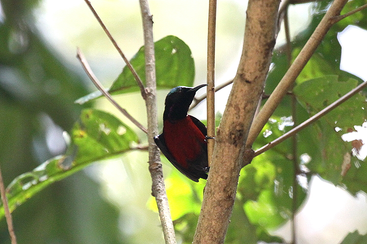 ���l�A�J�^�C���E�`���E