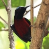 Purple-throated Sunbird ���l�A�J�^�C���E�`���E