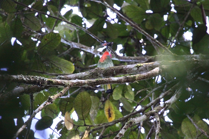 ���l�A�J�n�`�N�C