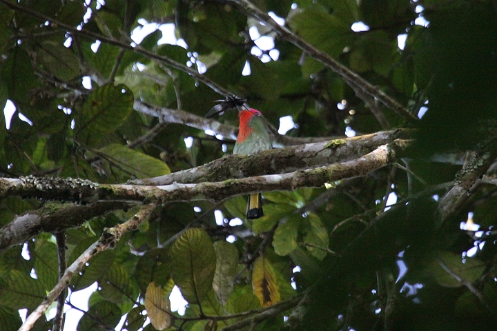 ���l�A�J�n�`�N�C