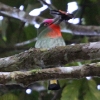 Red-bearded Bee-eater ���l�A�J�n�`�N�C