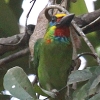 Red-throated Barbet �m�h�A�J�S�V�L�h��
