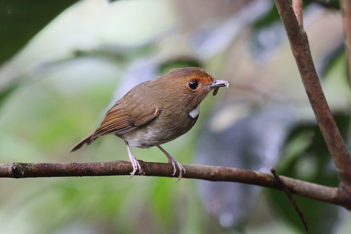 �A�J���q�^�L