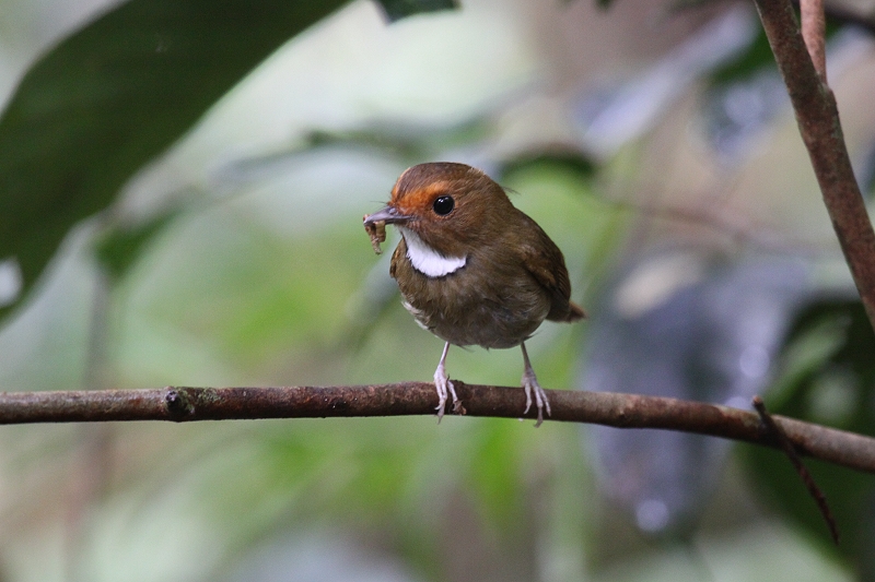 �A�J���q�^�L