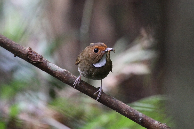 �A�J���q�^�L