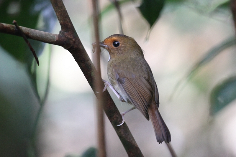 �A�J���q�^�L