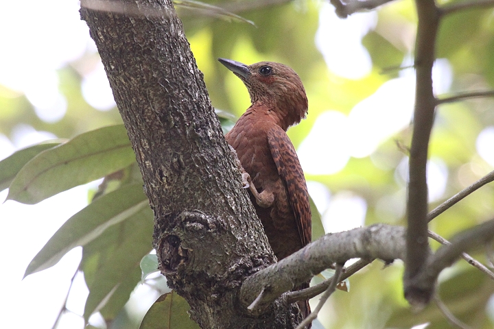 �N���`���Q��