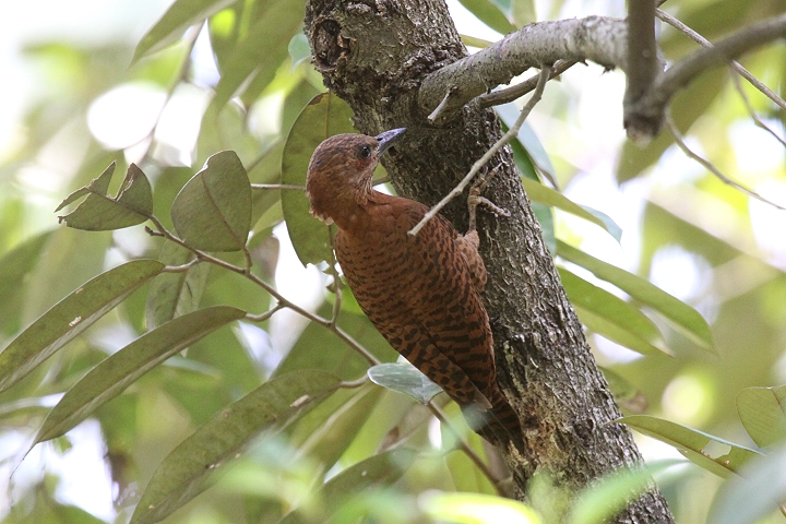 �N���`���Q��