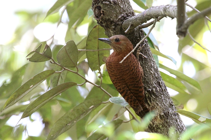 �N���`���Q��