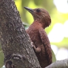 Rufous Woodpecker �N���`���Q��