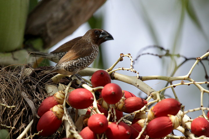 �V�}�L���p��