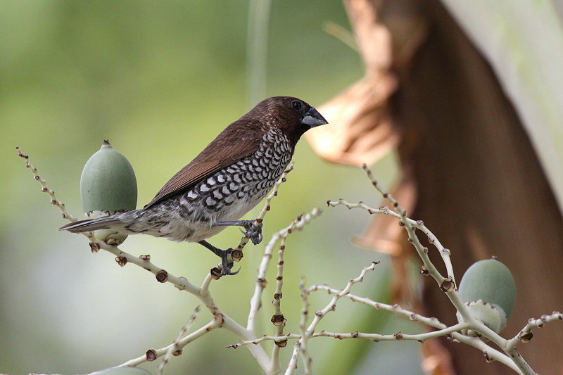 �V�}�L���p��