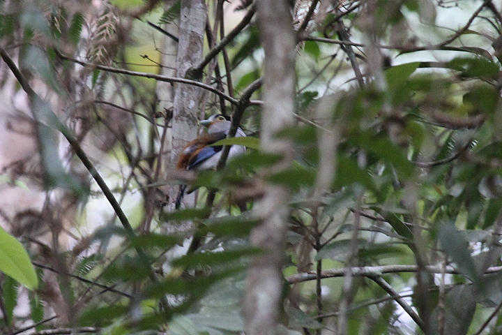 �M�����l�q���n�V