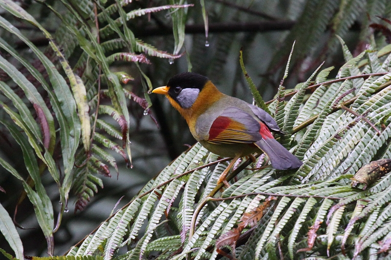 �S�V�L�\�E�V�`���E