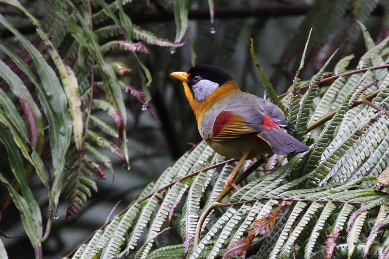 �S�V�L�\�E�V�`���E