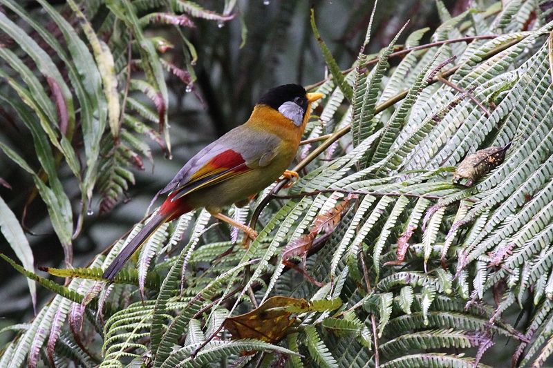 �S�V�L�\�E�V�`���E