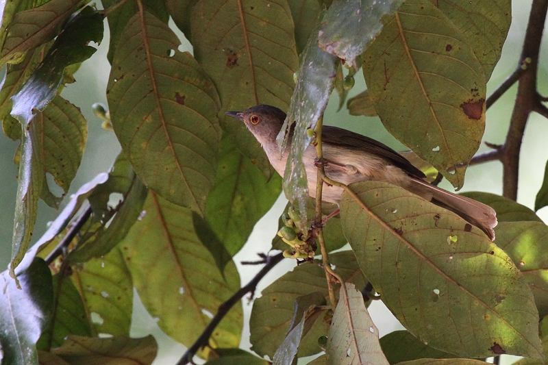 �R�A�J���`���C���q��