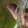 Spectacled Bulbul �R�A�J���`���C���q��