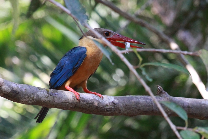 �R�E�n�V�V���E�r��