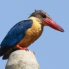 Stork-billed Kingfisher �R�E�n�V�V���E�r��