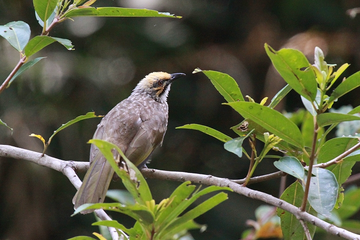 �L�K�V���q���h��