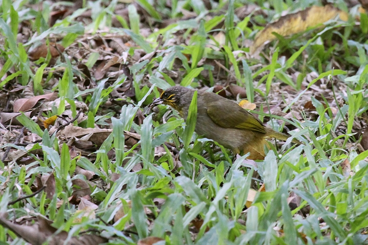 �L�r�^�C�q���h��