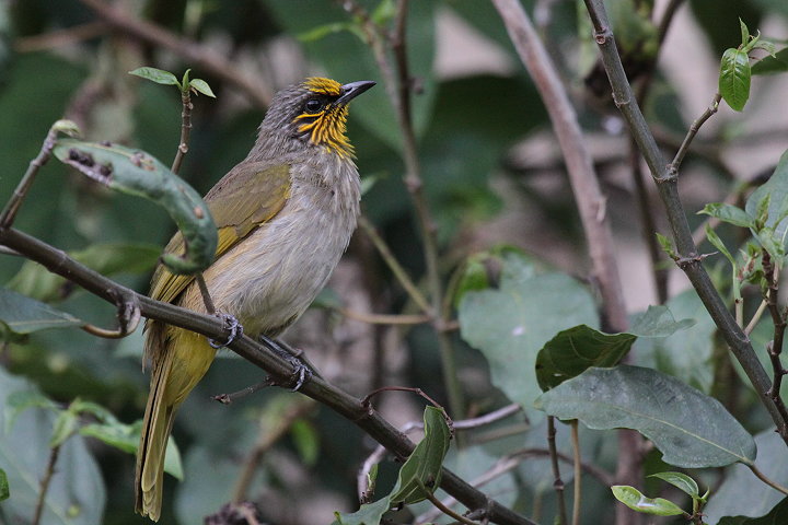 �L�r�^�C�q���h��