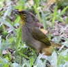 Stripe-throated Bulbul �L�r�^�C�q���h��