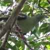 Thick-billed Green Pigeon �n�V�u�g�A�I�o�g