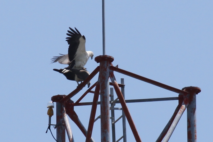 �V���n���E�~���V