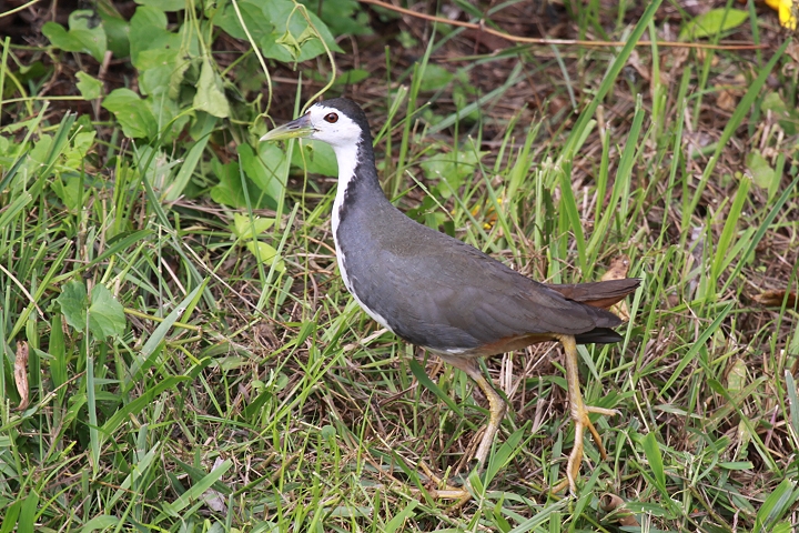 �V���n���N�C�i