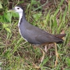 White-breasted Waterhen �V���n���N�C�i