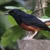 White-rumped Shama �A�J�n���V�L�`���E
