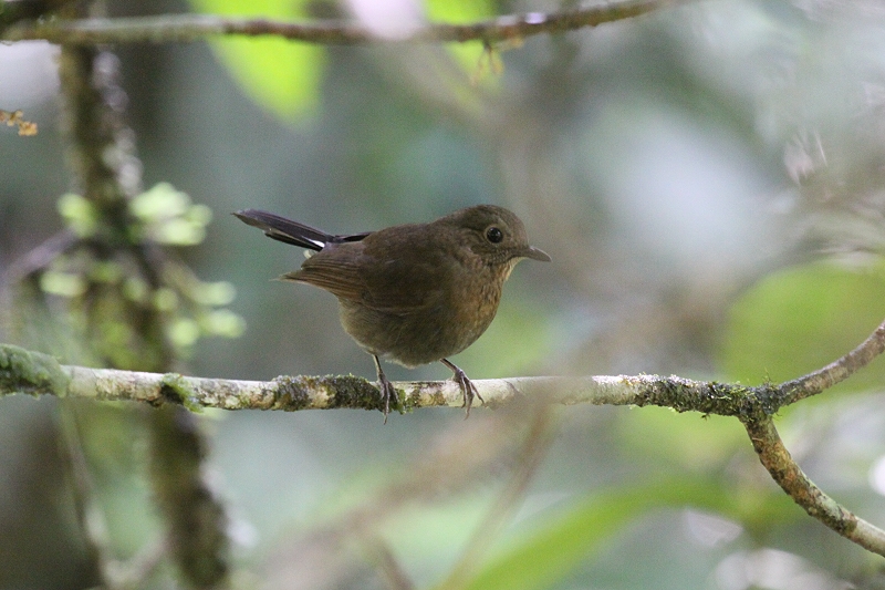 �R���q�^�L�̃��X