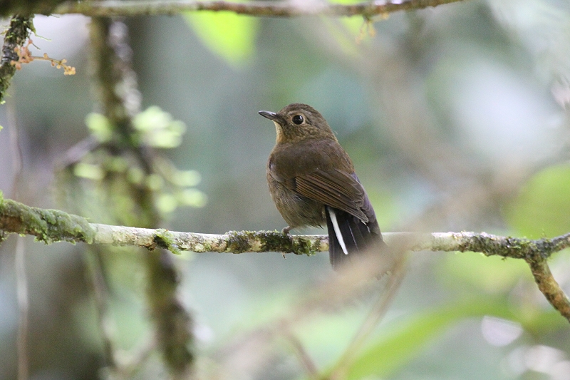 �R���q�^�L�̃��X